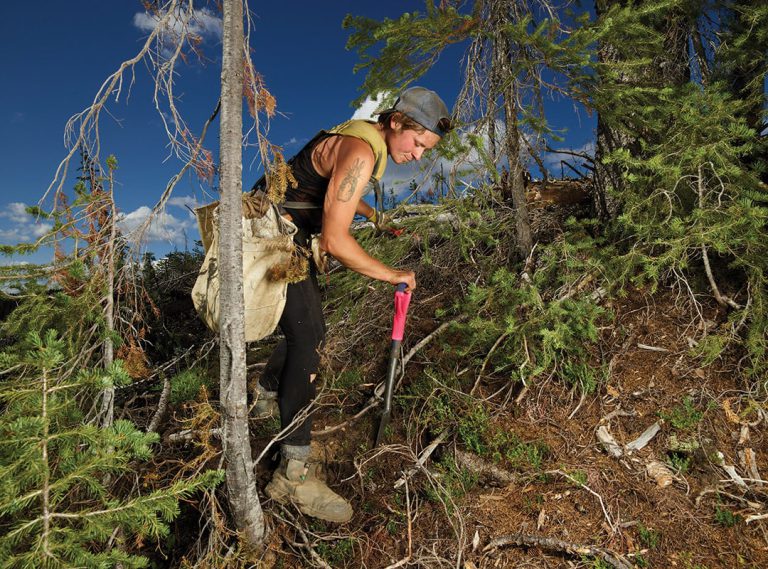 2026 The Tree Planters pr1 768x569