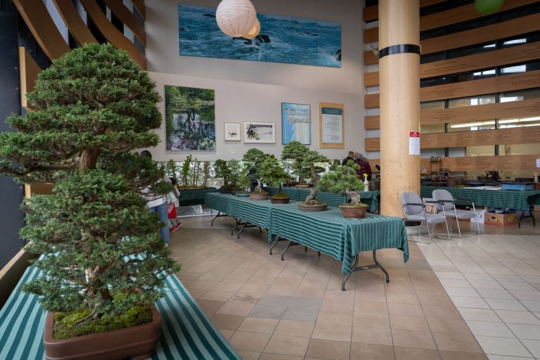 240406 NNMCC Bonsai Show 10 33 45 photo by Adam PW Smith 768x512