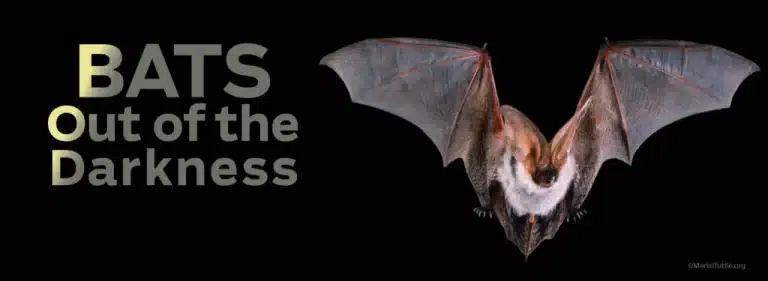 BATS web banner 2 1 1024x375 1 768x281