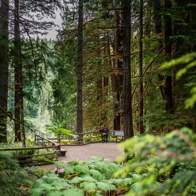 Campbell River Hiking Trail Lookout Campbell River 768x768