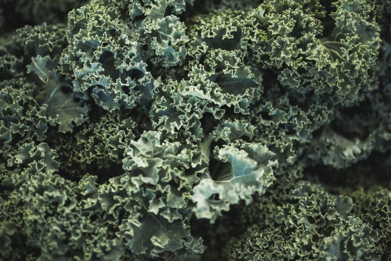 Powell River Farmers Market 768x512