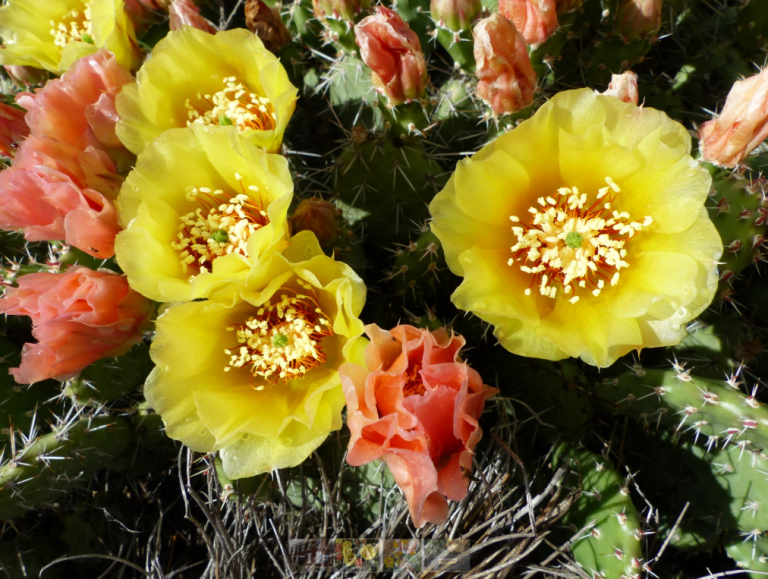 Screenshot 2026 03 20 111225 768x579