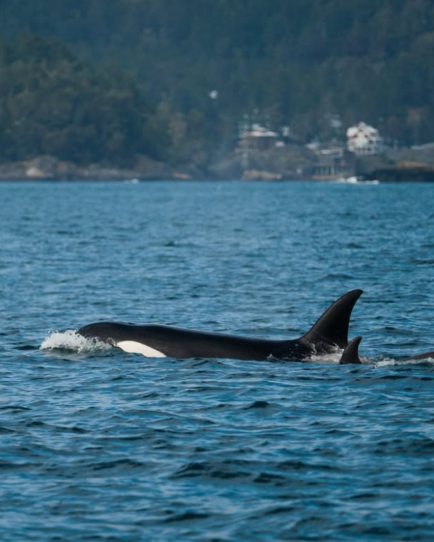 Screenshot 2026 03 31 144250