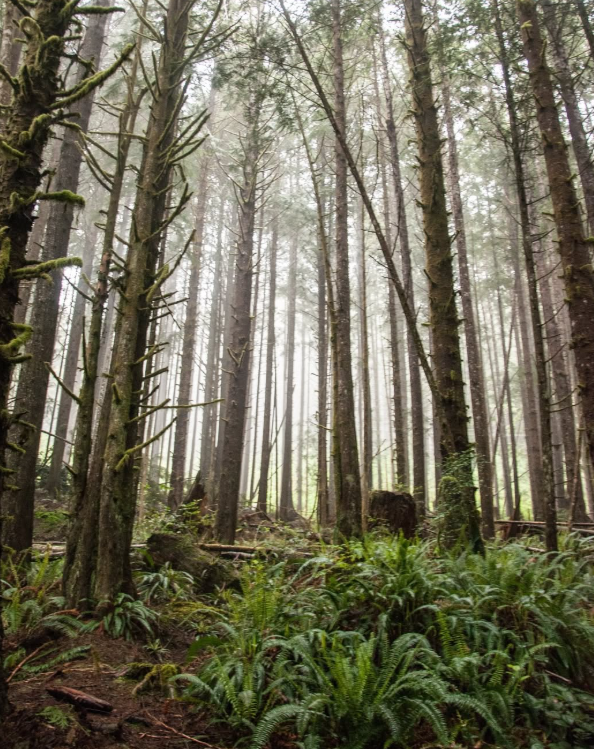 Screenshot 2026 03 31 144436