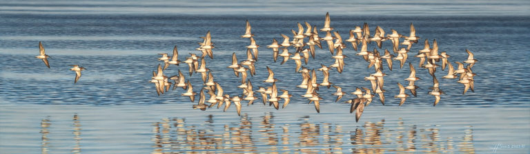 Screenshot 2026 04 07 104710 768x224