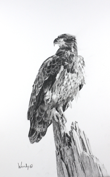 Wendy Mould Young Bald Eagle. Alert and Ready. Graphite