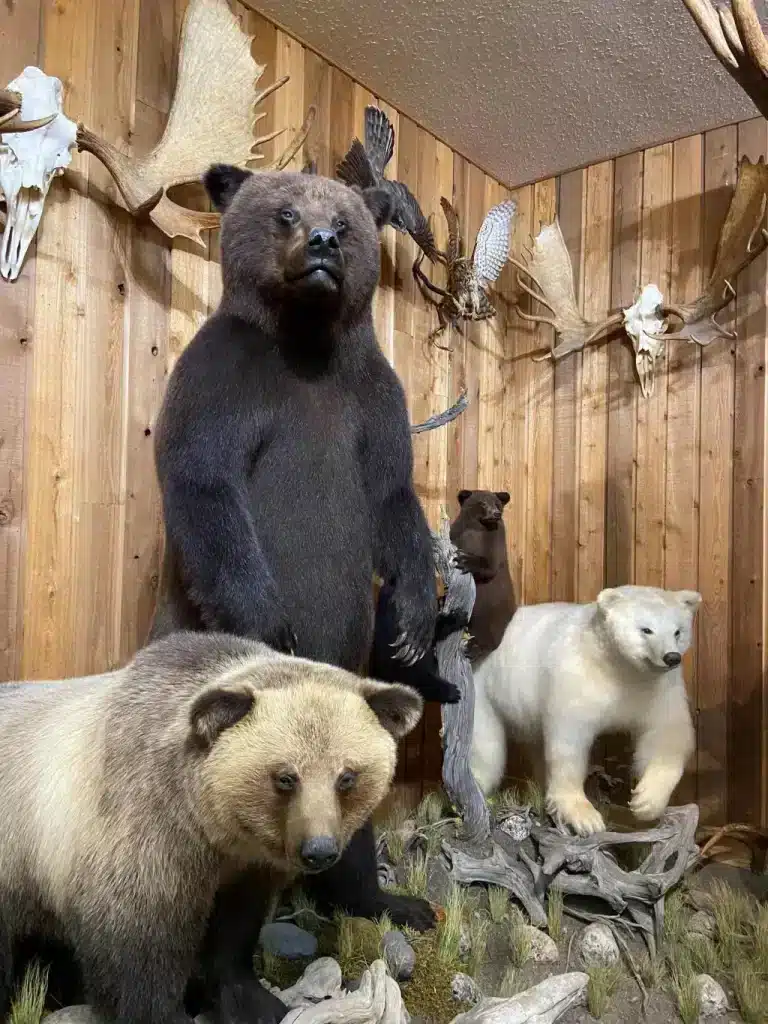 canadian wildlife museum1 sm 768x1024