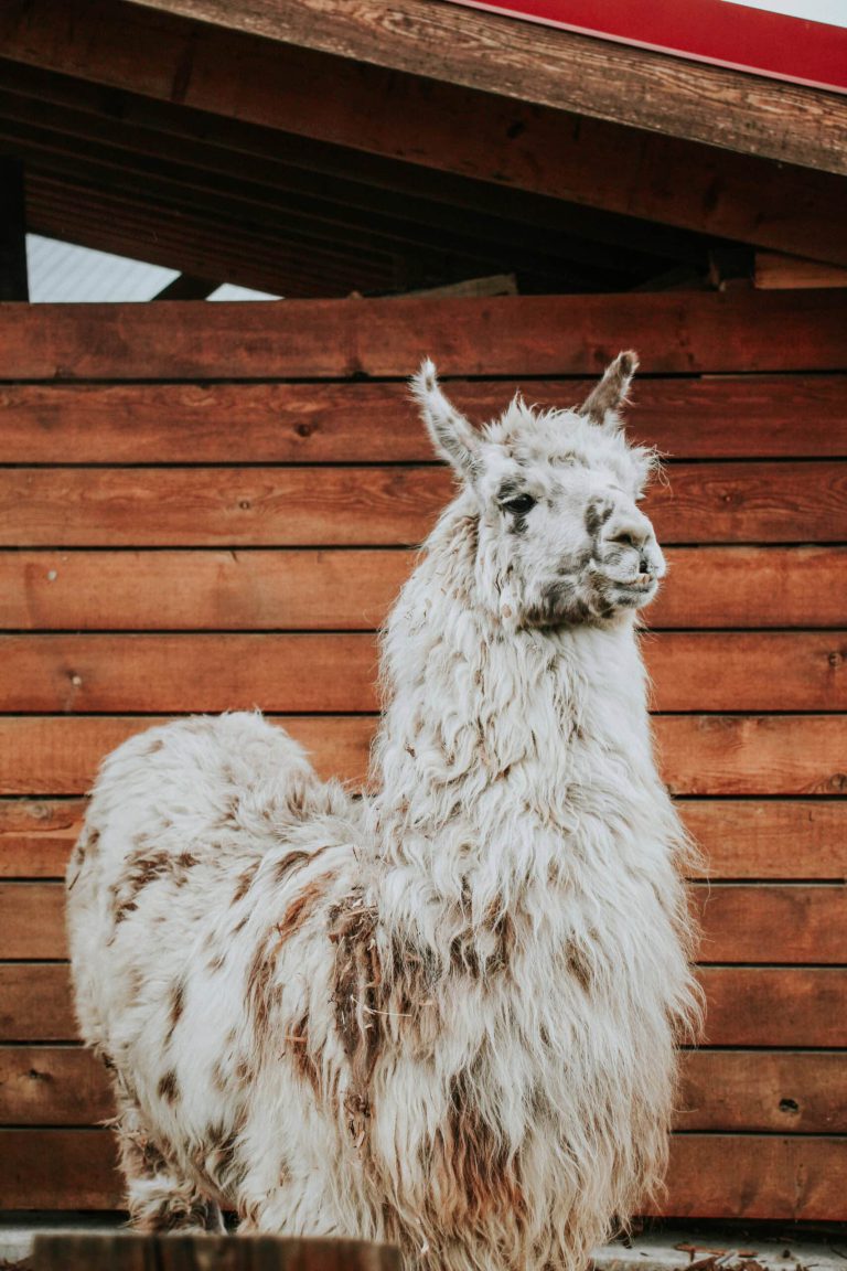 chiliwack farm tour pic 1 768x1152