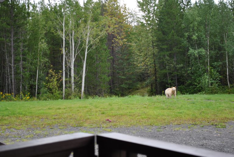 nass valley BB bear 768x514