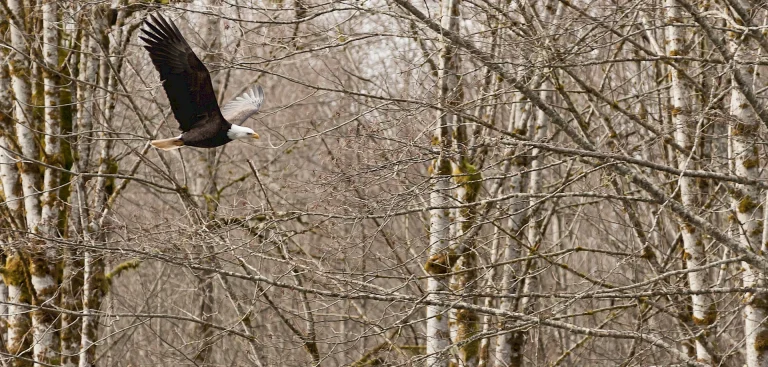 squamish eagles.1920x918 768x367