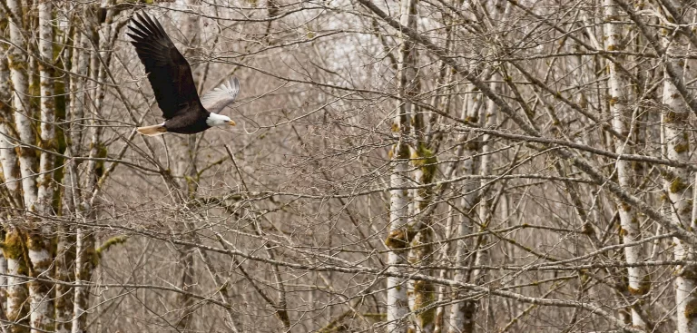squamish eagles.2400x1148 1 768x367