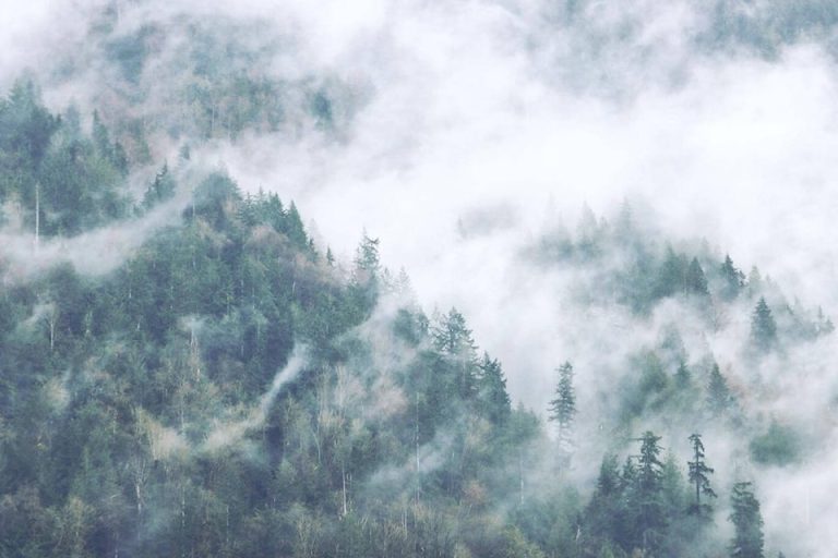 web1 231103 hsl fog fest fog fest 1 768x512